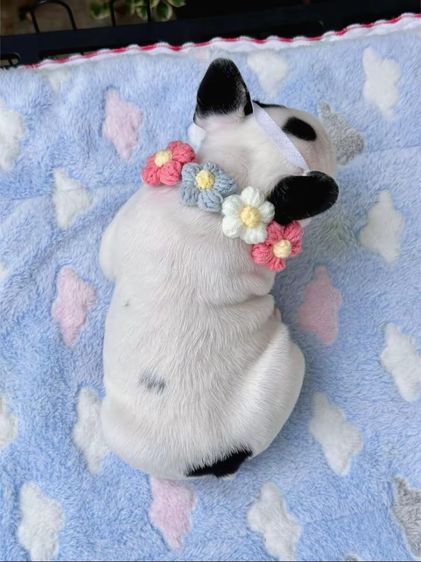 เฟรนบลูด็อก ลายวัว ชาย รูปที่ 14