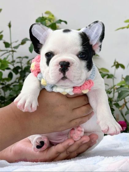 เฟรนบลูด็อก ลายวัว ชาย รูปที่ 7