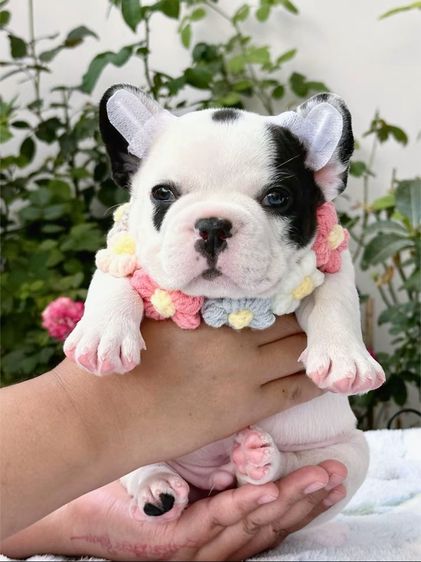 เฟรนบลูด็อก ลายวัว ชาย รูปที่ 8