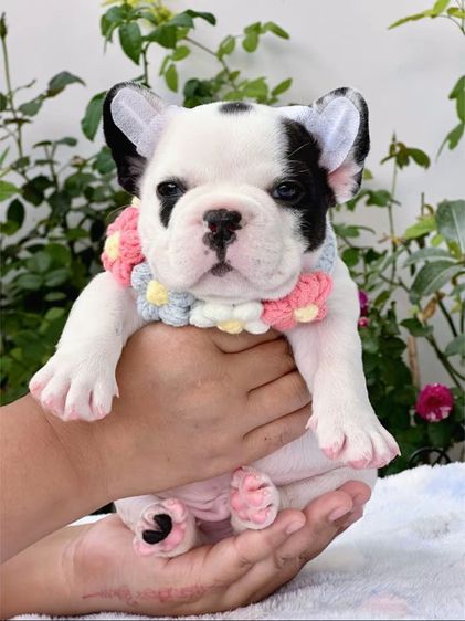 เฟรนบลูด็อก ลายวัว ชาย รูปที่ 6