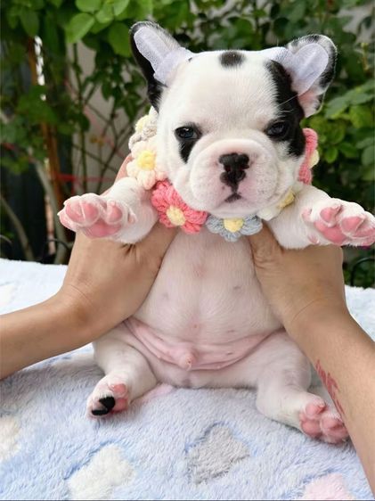 เฟรนบลูด็อก ลายวัว ชาย รูปที่ 12