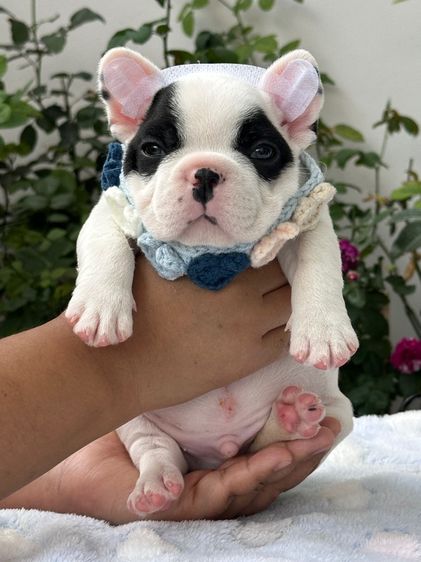 เฟรนบลูด็อก ลายวัว ชาย รูปที่ 12