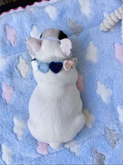 เฟรนบลูด็อก ลายวัว ชาย รูปที่ 7