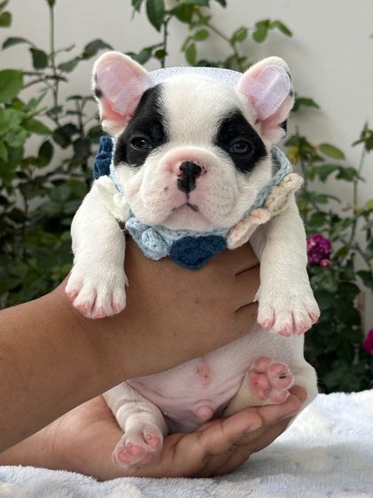 เฟรนบลูด็อก ลายวัว ชาย รูปที่ 9