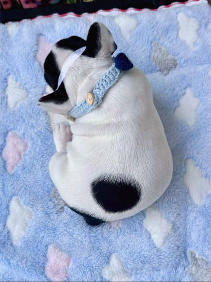 เฟรนบลูด็อก ลายวัว หญิง รูปที่ 11