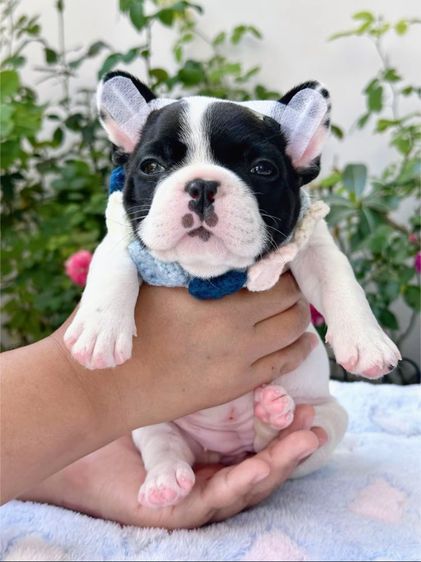 เฟรนบลูด็อก ลายวัว หญิง รูปที่ 6