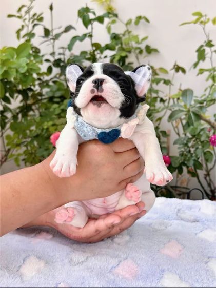 เฟรนบลูด็อก ลายวัว หญิง รูปที่ 9