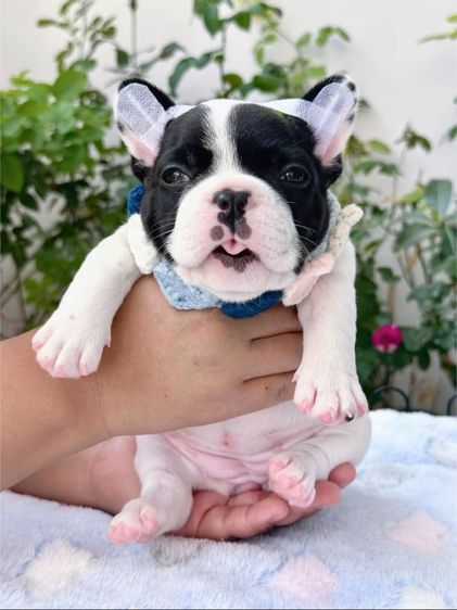 เฟรนบลูด็อก ลายวัว หญิง รูปที่ 2