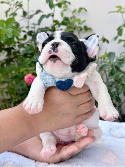 เฟรนบลูด็อก ลายวัว หญิง รูปที่ 4