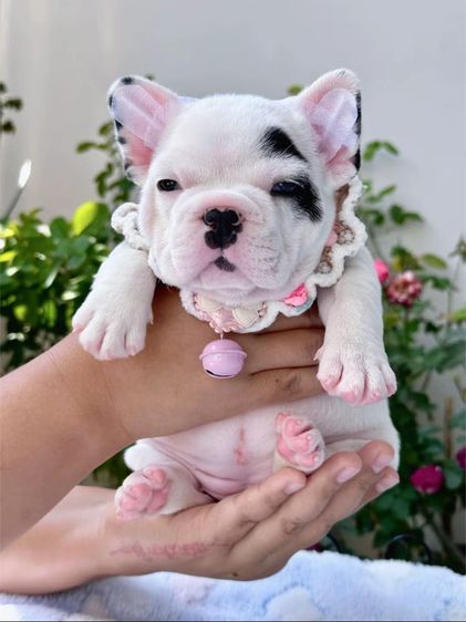 เฟรนบลูด็อก ลายวัว หญิง รูปที่ 2