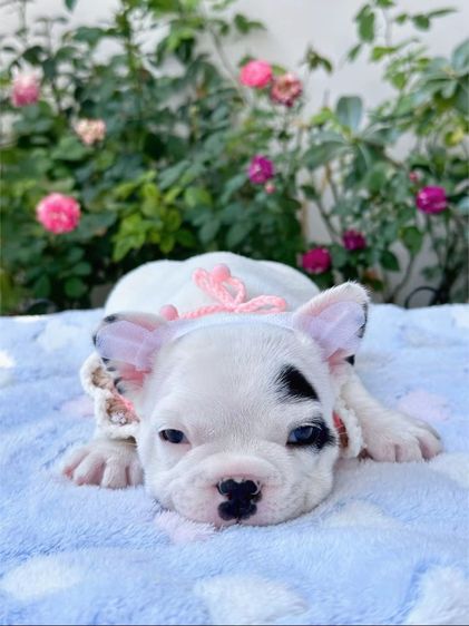 เฟรนบลูด็อก ลายวัว หญิง รูปที่ 6