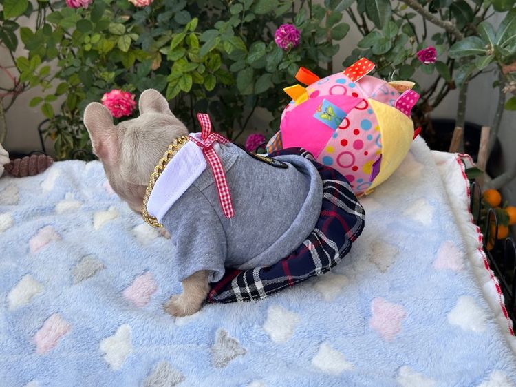 เฟรนบลูด็อก อิสเบลล่าแทนนิวเฉด หญิง รูปที่ 8