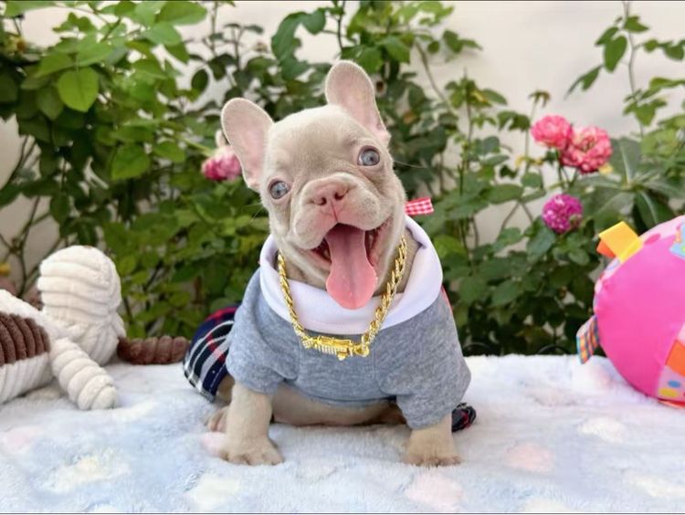 เฟรนบลูด็อก อิสเบลล่าแทนนิวเฉด หญิง รูปที่ 3