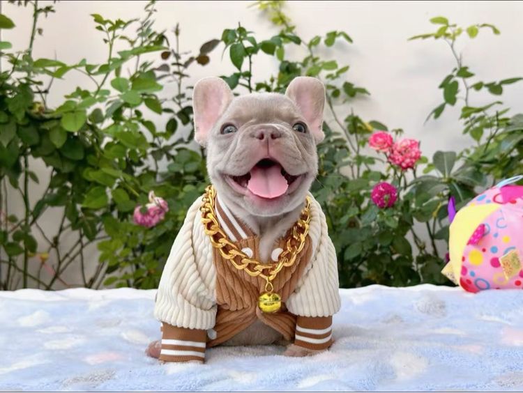 เฟรนบลูด็อก อิสเบลล่าแทนนิวเฉด ชาย รูปที่ 2