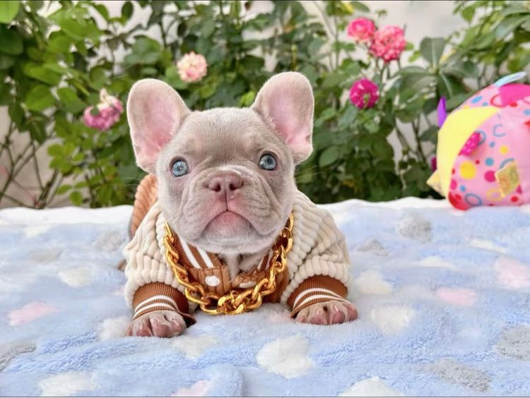 เฟรนบลูด็อก อิสเบลล่าแทนนิวเฉด ชาย รูปที่ 17