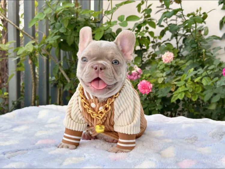 เฟรนบลูด็อก อิสเบลล่าแทนนิวเฉด ชาย รูปที่ 9