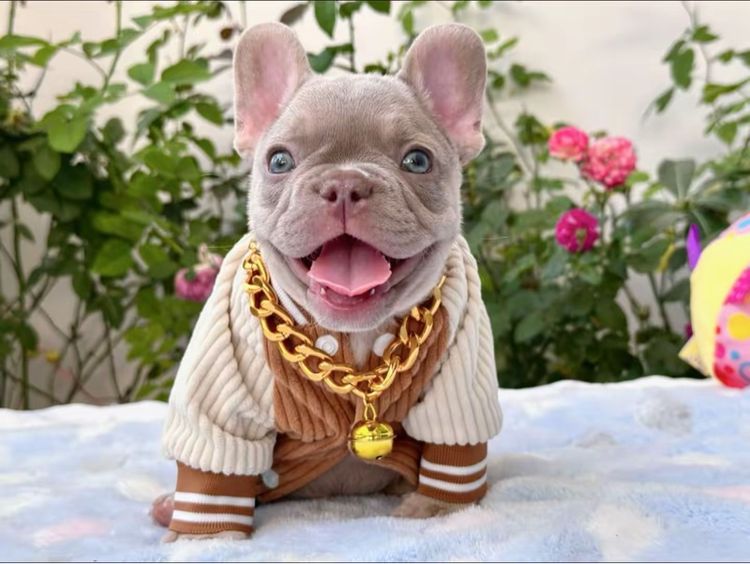 เฟรนบลูด็อก อิสเบลล่าแทนนิวเฉด ชาย รูปที่ 3