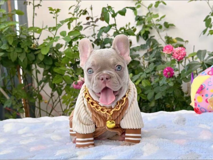 เฟรนบลูด็อก อิสเบลล่าแทนนิวเฉด ชาย รูปที่ 11