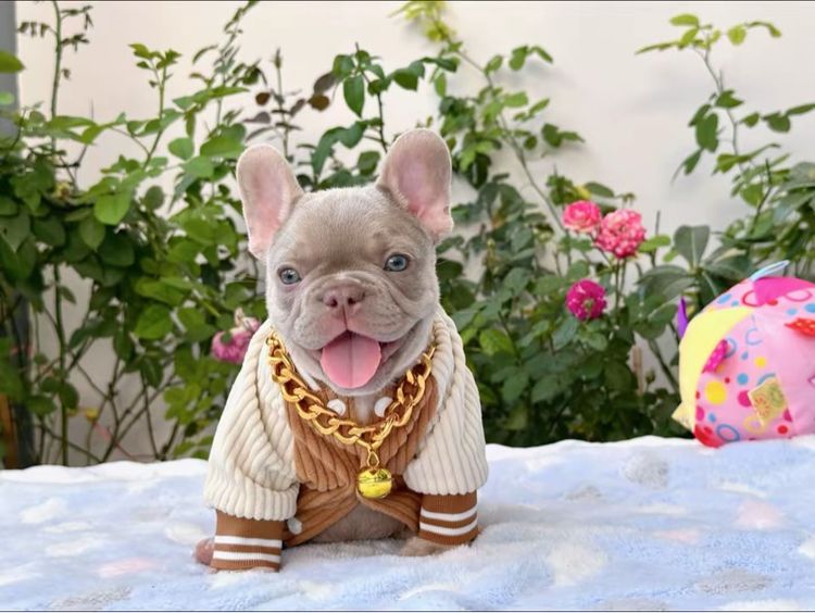 เฟรนบลูด็อก อิสเบลล่าแทนนิวเฉด ชาย รูปที่ 14