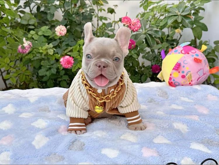 เฟรนบลูด็อก อิสเบลล่าแทนนิวเฉด ชาย รูปที่ 6