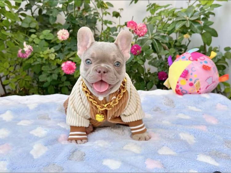 เฟรนบลูด็อก อิสเบลล่าแทนนิวเฉด ชาย รูปที่ 10