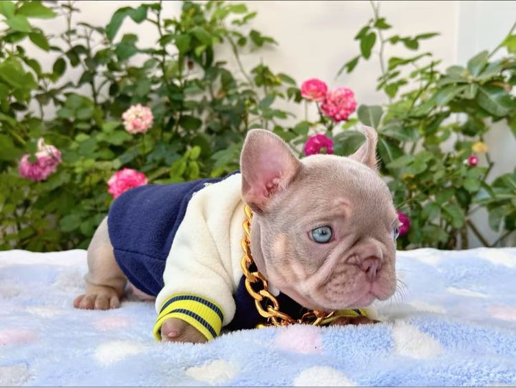 เฟรนบลูด็อก อิสเบลล่าแทนนิวเฉด ชาย รูปที่ 14