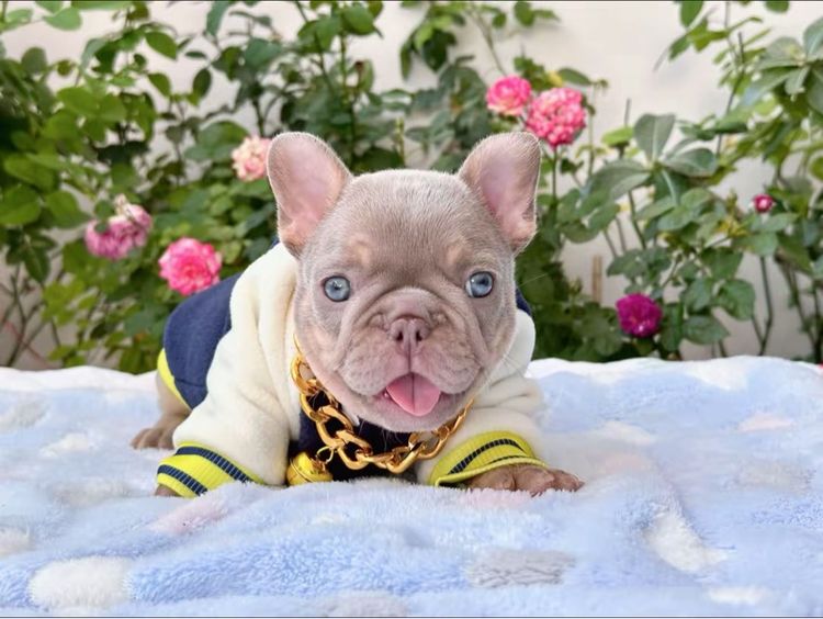 เฟรนบลูด็อก อิสเบลล่าแทนนิวเฉด ชาย