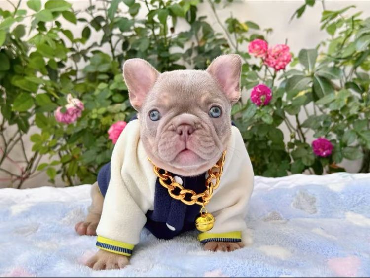 เฟรนบลูด็อก อิสเบลล่าแทนนิวเฉด ชาย รูปที่ 7