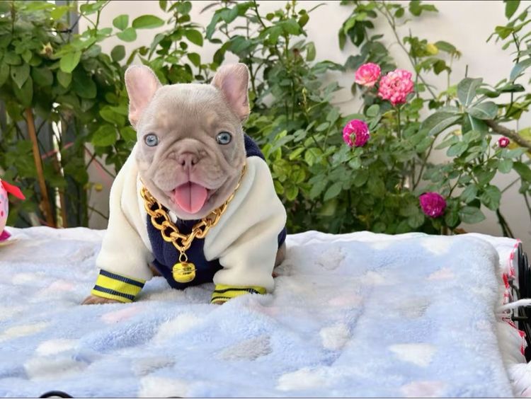 เฟรนบลูด็อก อิสเบลล่าแทนนิวเฉด ชาย รูปที่ 10