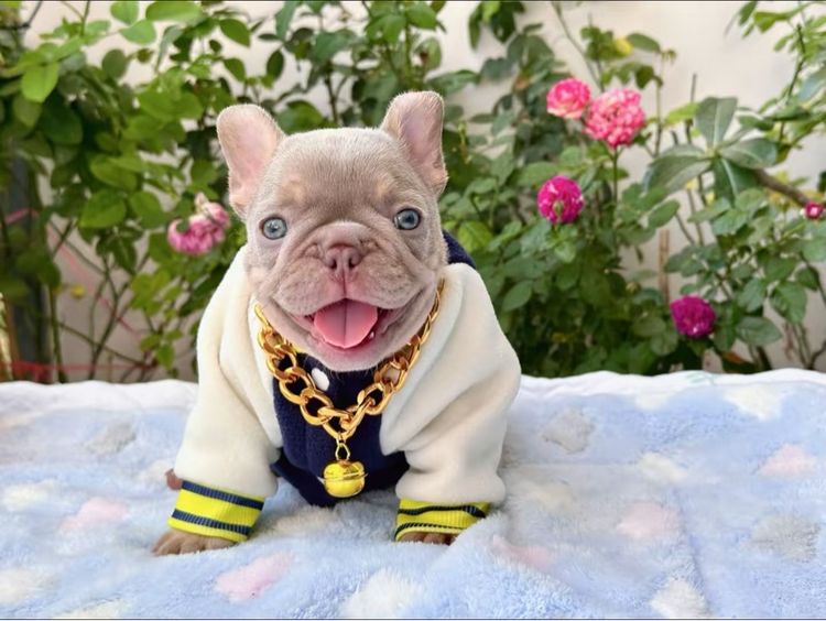 เฟรนบลูด็อก อิสเบลล่าแทนนิวเฉด ชาย รูปที่ 5