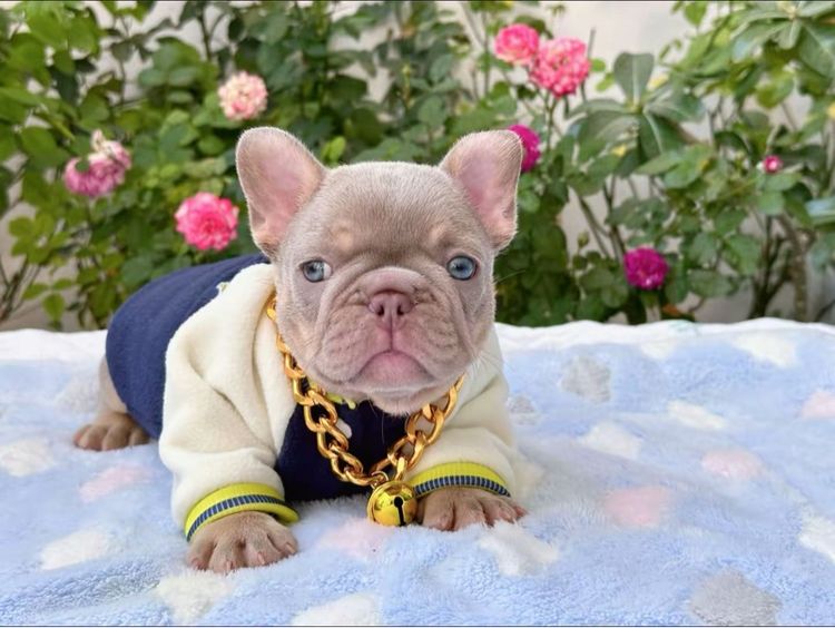 เฟรนบลูด็อก อิสเบลล่าแทนนิวเฉด ชาย รูปที่ 13