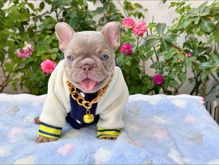 เฟรนบลูด็อก อิสเบลล่าแทนนิวเฉด ชาย รูปที่ 3