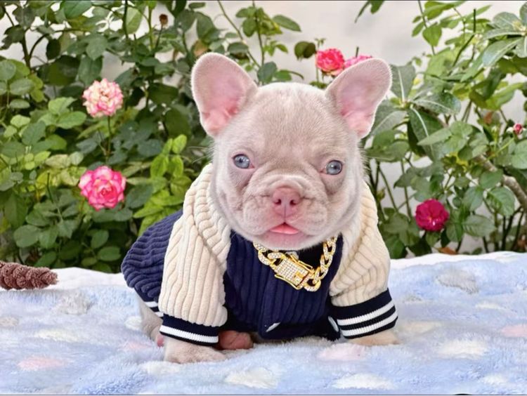 เฟรนบลูด็อก อิสเบลล่าแทนนิวเฉด หญิง รูปที่ 8