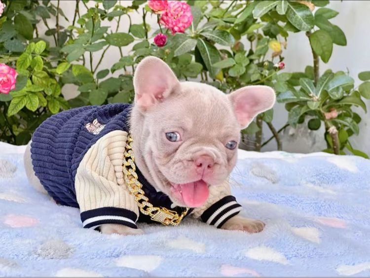 เฟรนบลูด็อก อิสเบลล่าแทนนิวเฉด หญิง รูปที่ 4