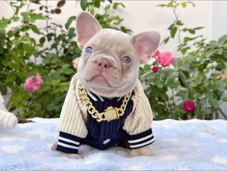 เฟรนบลูด็อก อิสเบลล่าแทนนิวเฉด หญิง รูปที่ 9