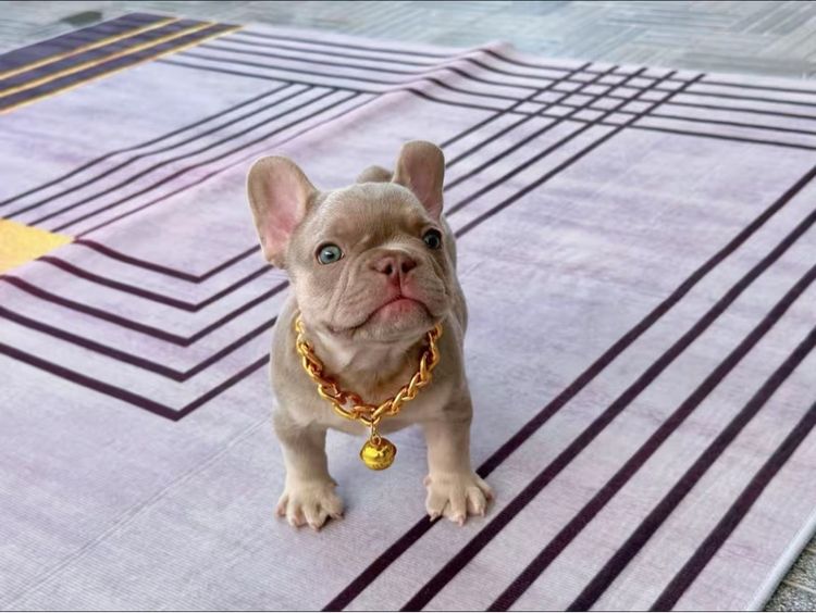 เฟรนบลูด็อก อิสเบลล่าแทนนิวเฉด ชาย รูปที่ 12