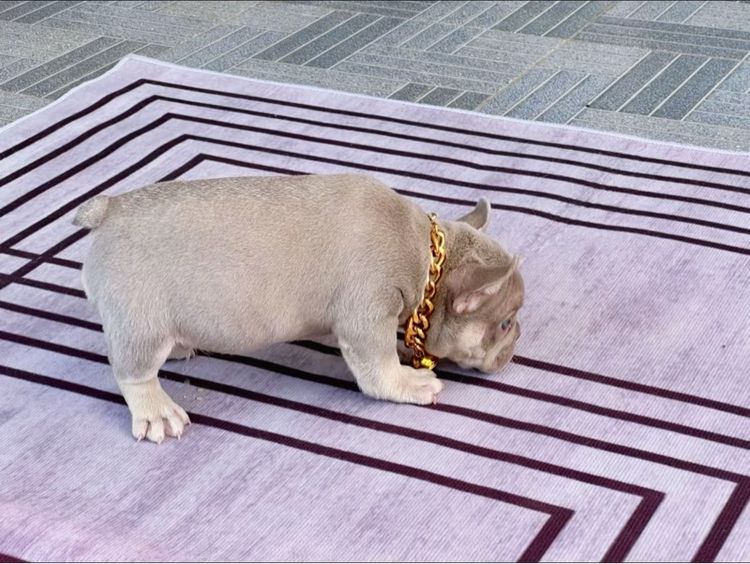 เฟรนบลูด็อก อิสเบลล่าแทนนิวเฉด ชาย รูปที่ 14