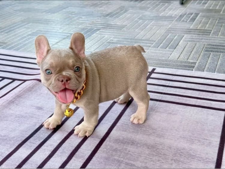 เฟรนบลูด็อก อิสเบลล่าแทนนิวเฉด ชาย รูปที่ 8