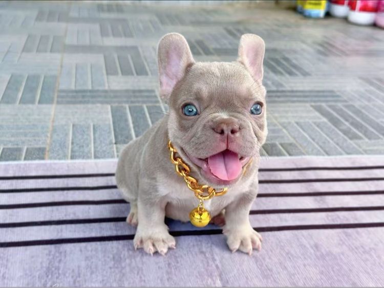 เฟรนบลูด็อก อิสเบลล่าแทนนิวเฉด ชาย รูปที่ 7