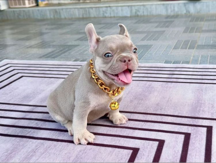 เฟรนบลูด็อก อิสเบลล่าแทนนิวเฉด ชาย รูปที่ 10