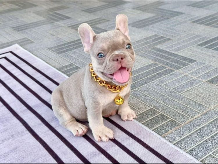 เฟรนบลูด็อก อิสเบลล่าแทนนิวเฉด ชาย รูปที่ 13