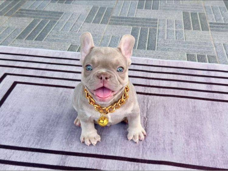 เฟรนบลูด็อก อิสเบลล่าแทนนิวเฉด ชาย รูปที่ 2