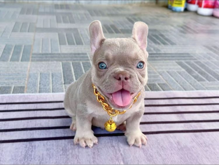 เฟรนบลูด็อก อิสเบลล่าแทนนิวเฉด ชาย รูปที่ 5