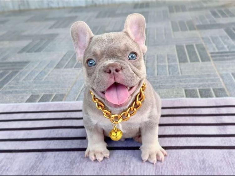 เฟรนบลูด็อก อิสเบลล่าแทนนิวเฉด ชาย รูปที่ 6