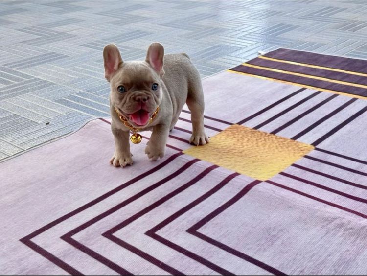 เฟรนบลูด็อก อิสเบลล่าแทนนิวเฉด ชาย รูปที่ 15