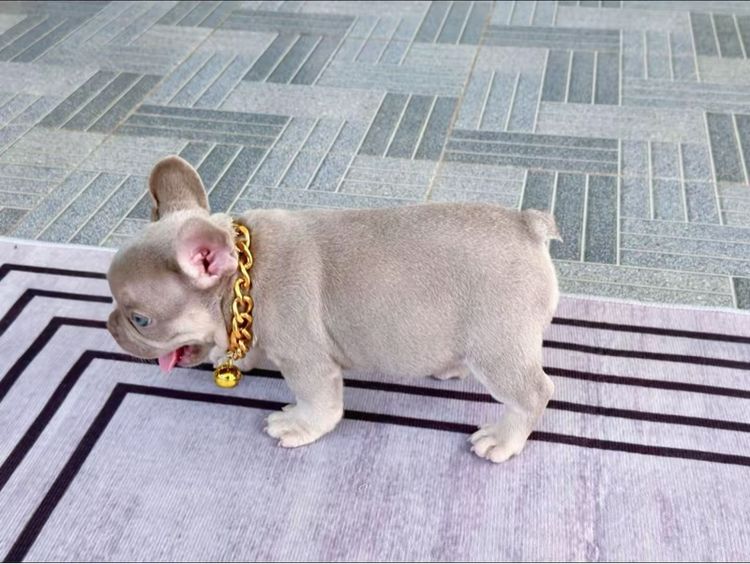 เฟรนบลูด็อก อิสเบลล่าแทนนิวเฉด ชาย รูปที่ 11