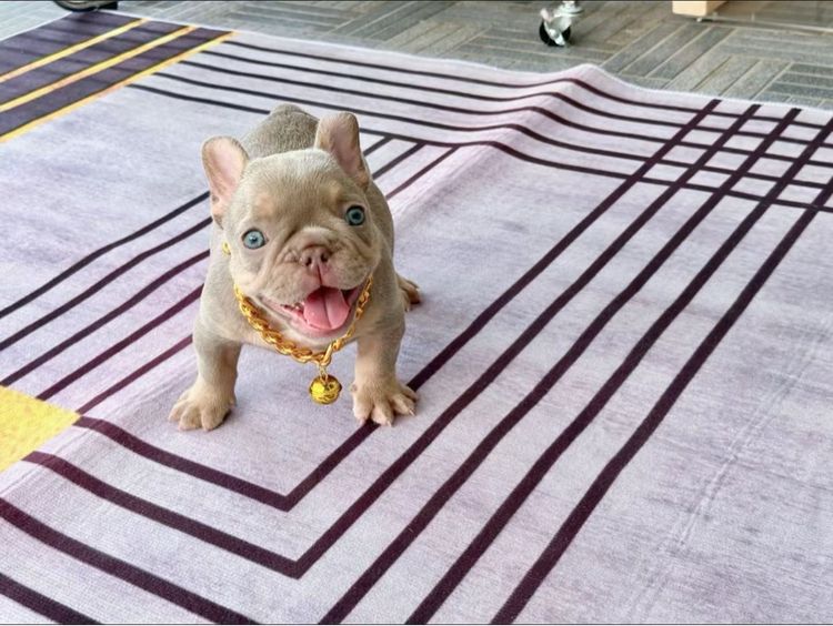 เฟรนบลูด็อก อิสเบลล่าแทนนิวเฉด ชาย รูปที่ 7