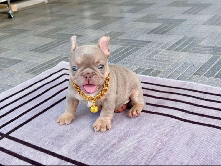 เฟรนบลูด็อก อิสเบลล่าแทนนิวเฉด ชาย รูปที่ 11