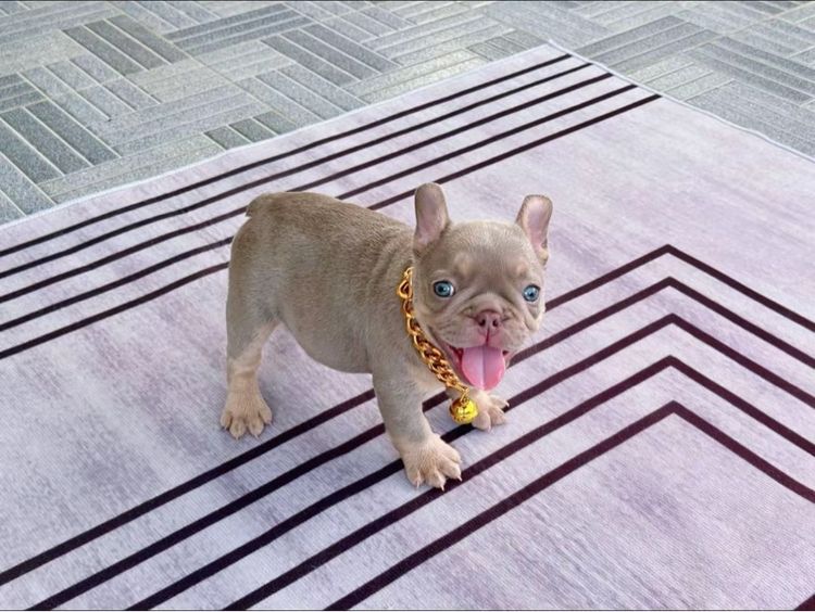 เฟรนบลูด็อก อิสเบลล่าแทนนิวเฉด ชาย รูปที่ 12