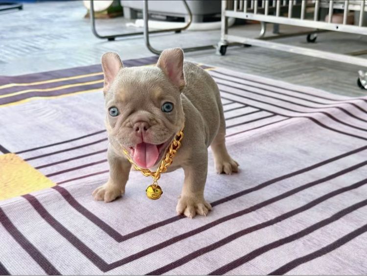 เฟรนบลูด็อก อิสเบลล่าแทนนิวเฉด ชาย รูปที่ 9